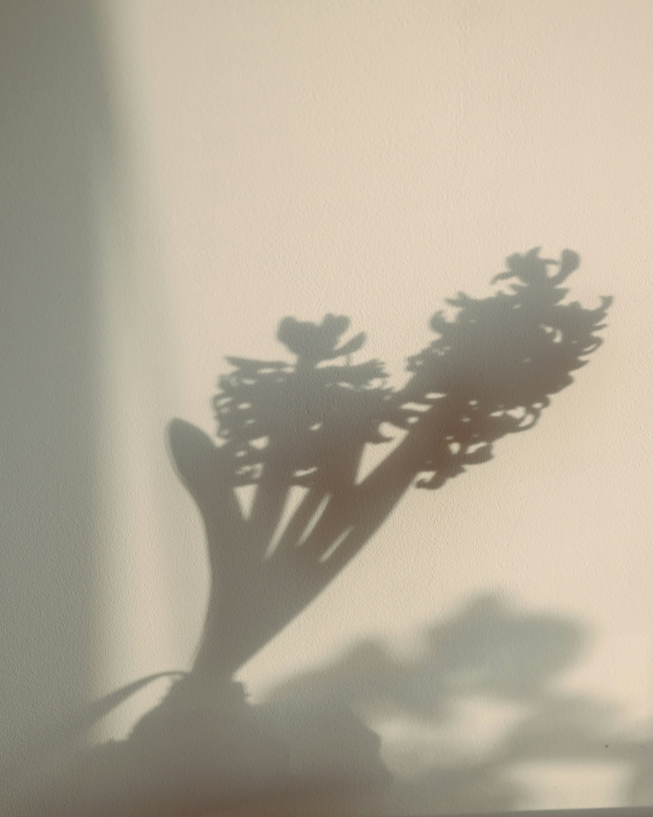 Plant shadows falling across a warm wall