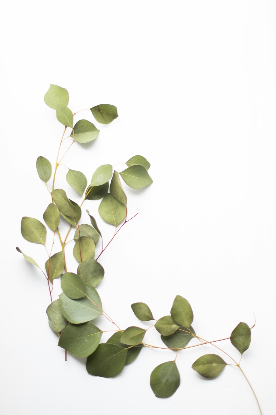 Eucalyptus sprigs on a white ground