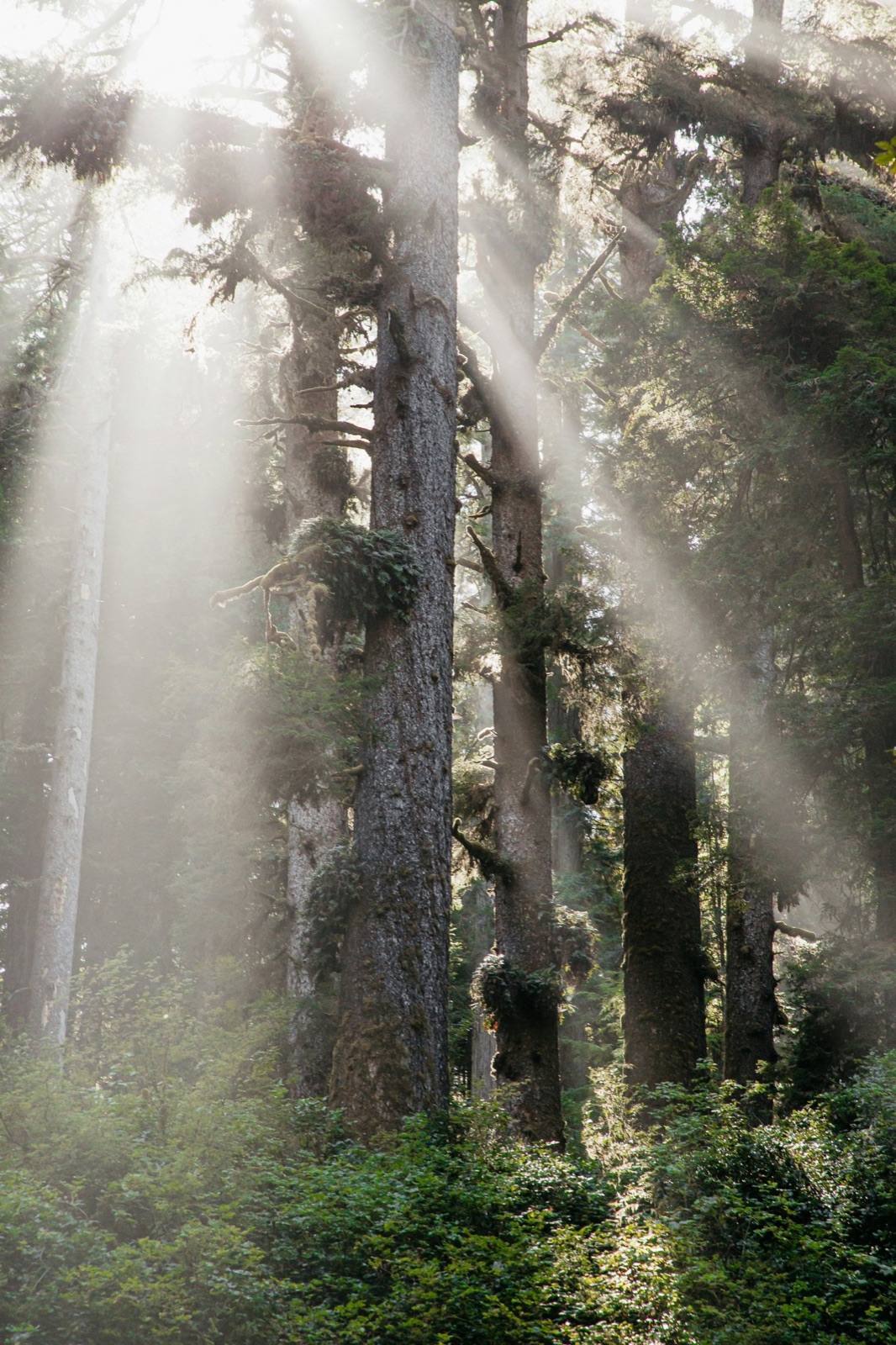 Morning light falling through tall forest trees