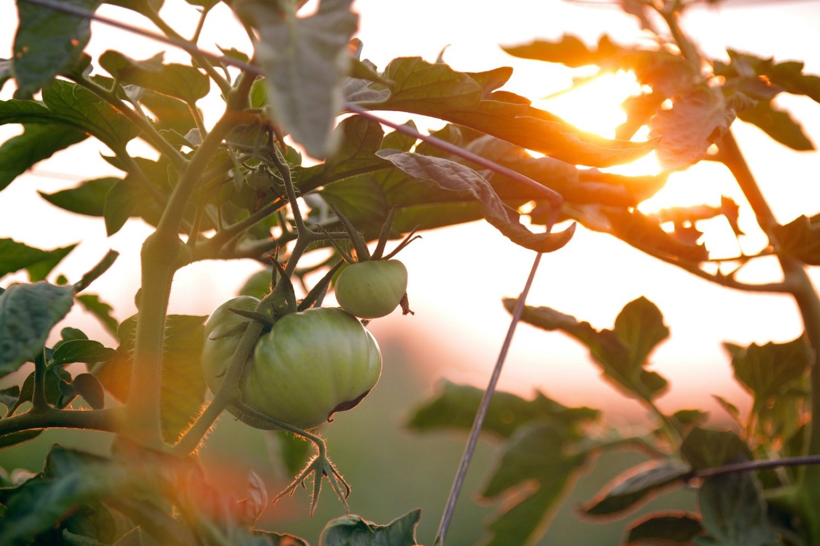 Green tomatoes on the vine in golden evening light