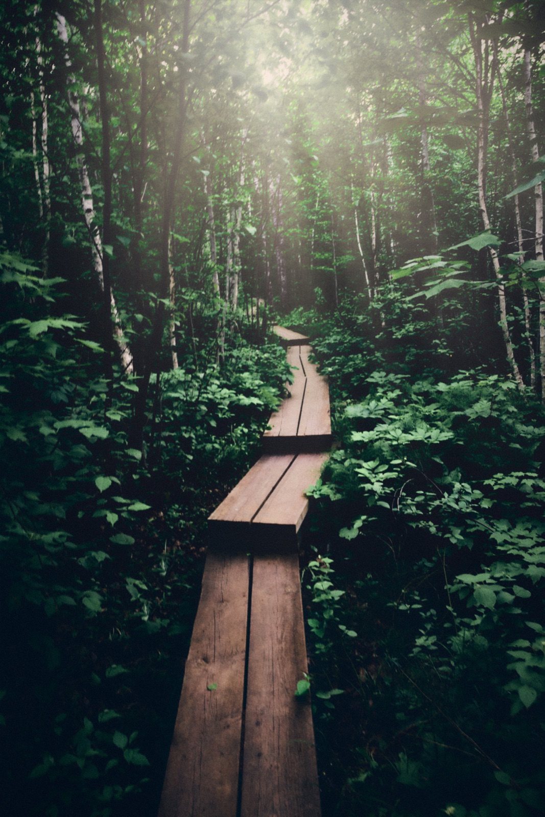 A narrow wooden path leading through dense green forest towards light